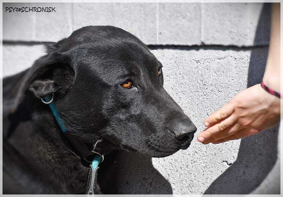 Sancho - młody psiaczek w typie labradora szuka domu