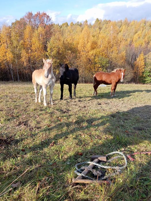 Sprzedam źrebince zimnokrwiste