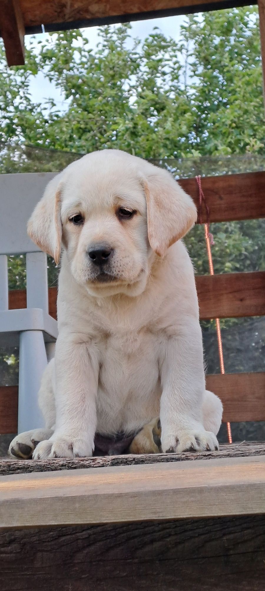 Labrador retriever biszkoptowy