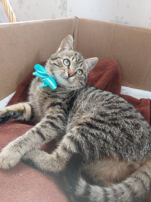 Шерлок та Ватсон  шукають найкращі ручки