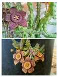 Cactos, suculentas, Aloé Vera..