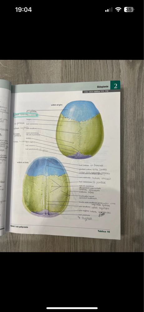 Atlas anatomiczny netter