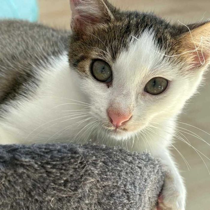 Mały psotnik Ajen czeka na dom, który pokocha jego szaleństwo!