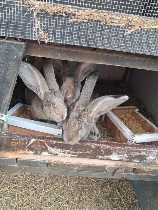 Króliki samce belgijskie