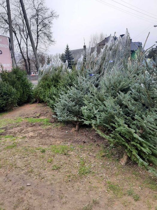 Choinki jodła kaukaska świerk srebrny pospolity cięta w donicy od 30zł