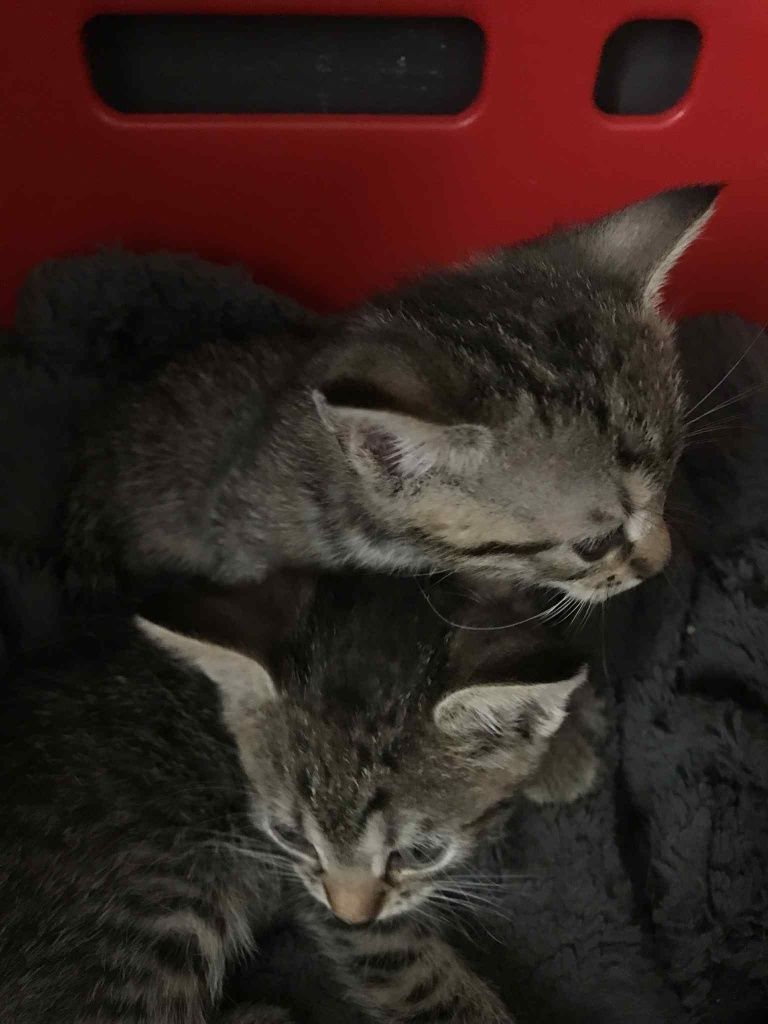 Mały kotek do adopcji - matka rasy Mau