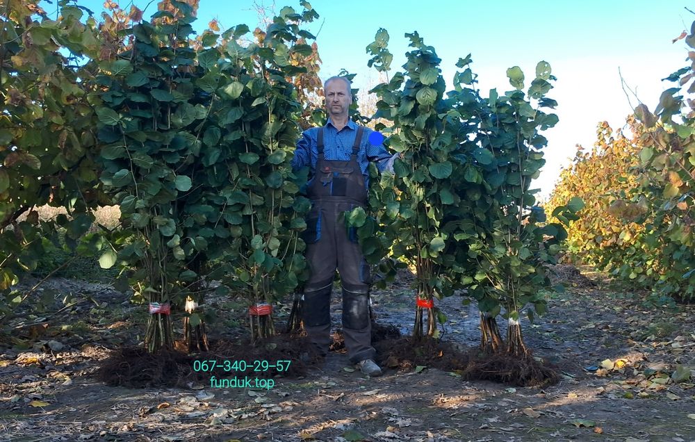 Саджанці фундука. Каталонський, Гарібальді, Трапезунд. Та інші.