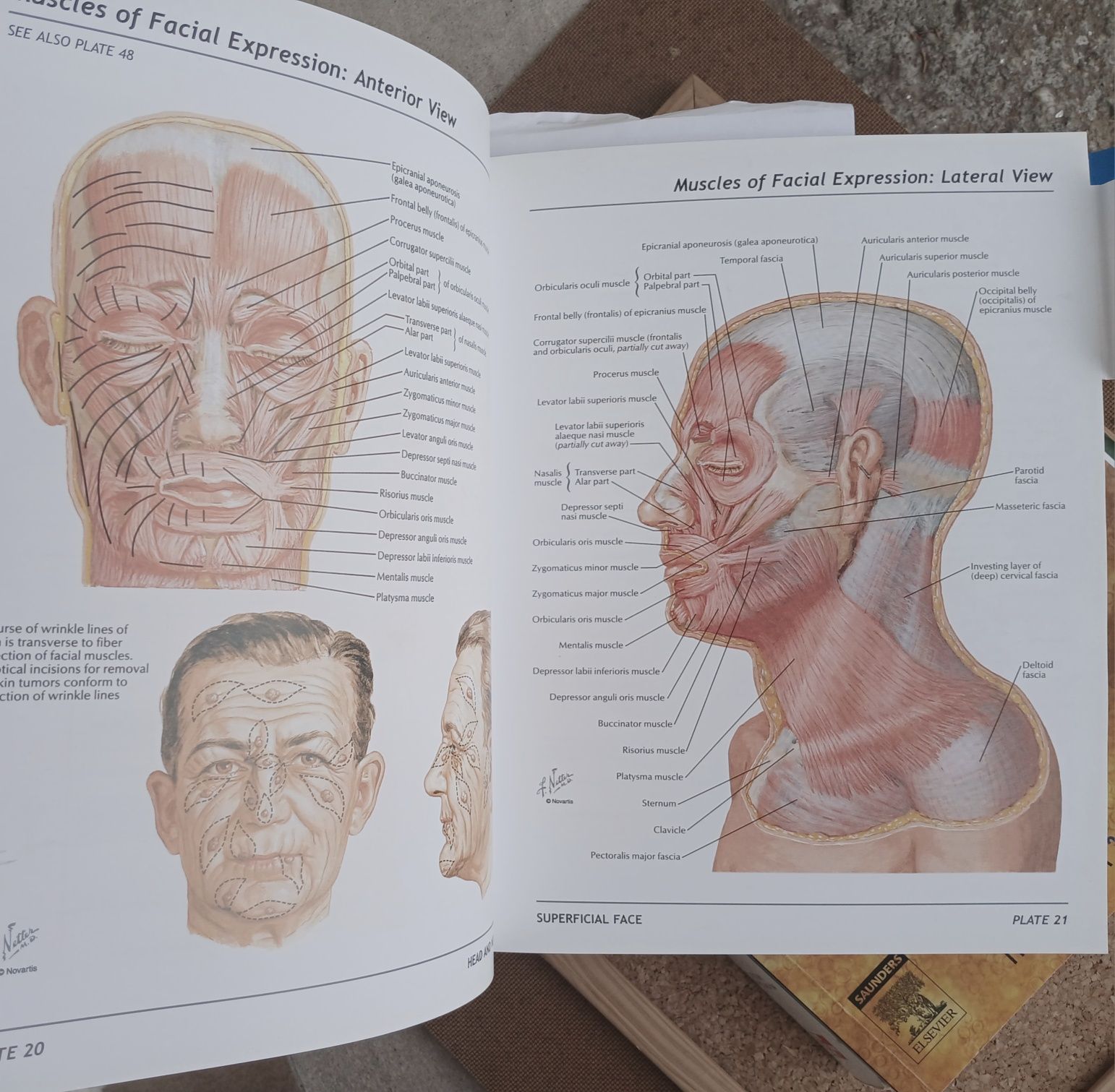 Livros de Fisiologia, Anatomia e Atlas Netter (cabeça e pescoço)