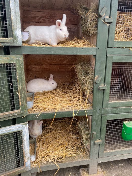 Wiedeński Biały Możliwość dobrania Pary Samiczki i Samczyki