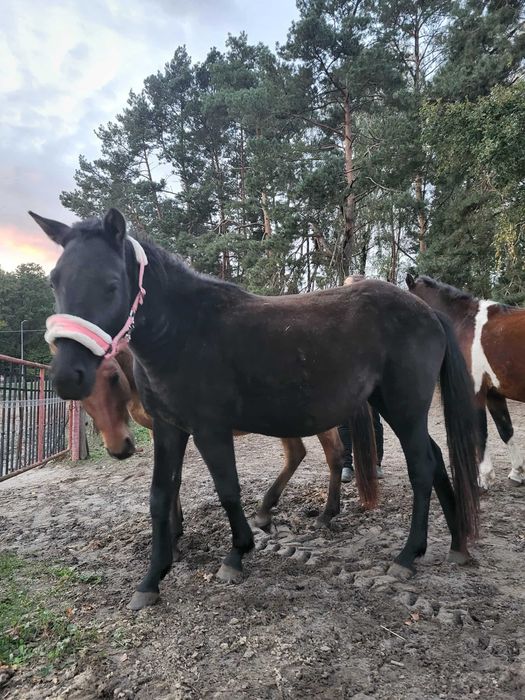 Klacz huculska 2,5 letnia