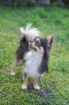 Chihuahua 2.5 letni chłopak
