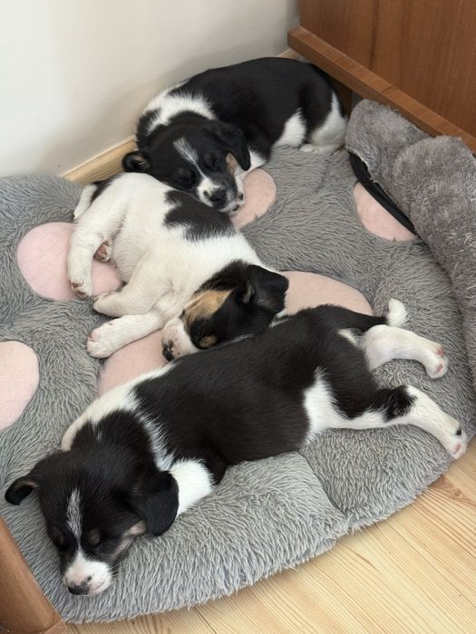 Snoopy, Beti, Oski- trójka maluchów szuka odpowiedzialnych domków.