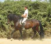 Garanhão lusitano pontuado