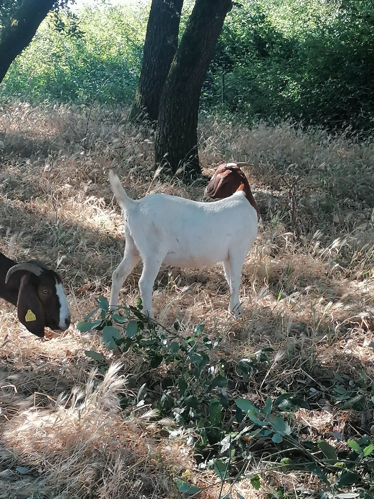 Cabras raça Boer