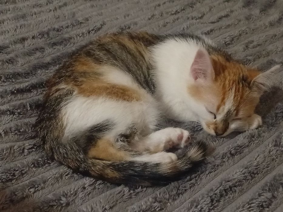 Віддамо в добрі руки!