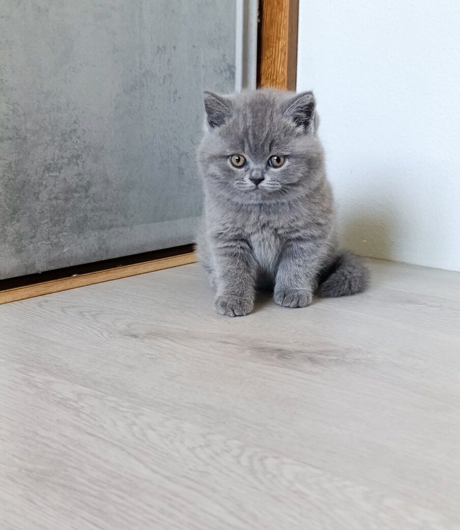 Cudowne kotki brytyjskie