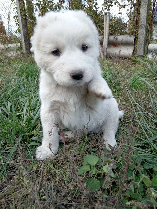 Продам  цуценят  САО, АЛАБАЙ