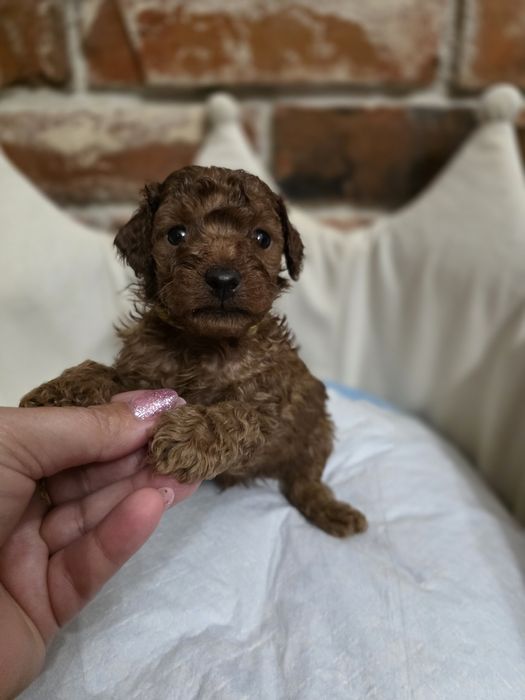 Piesek pudel toy red braun!!