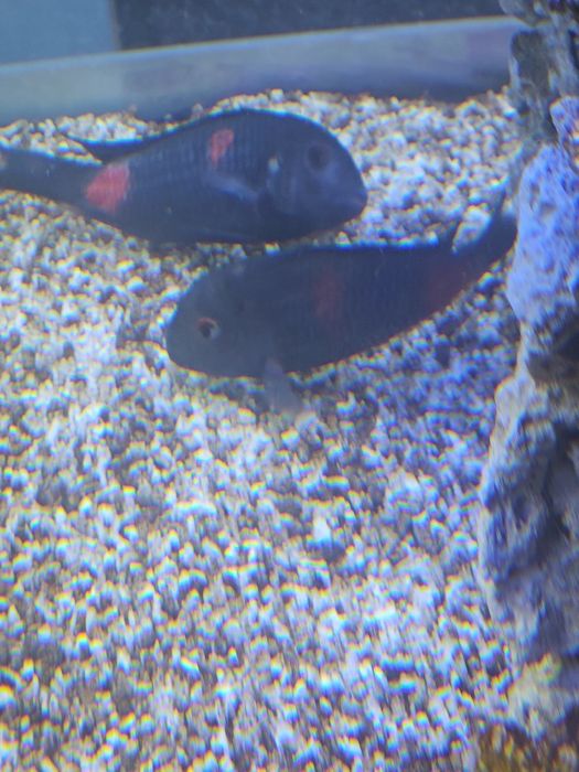 Casal Tropheus Bulu Point 
do lago Tangani