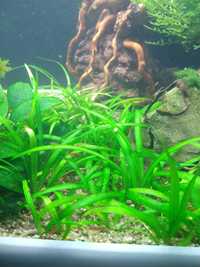 Rośliny akwariowe/roślina do akwarium/Sagitaria Subulata/trawnik