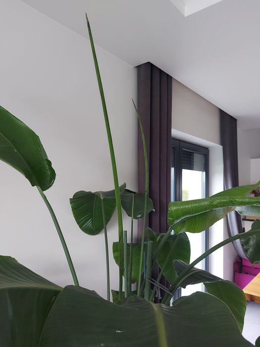 Strelicja biala  duża