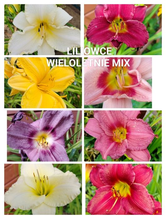 Kwiaty zimujące wieloletnie liliowce mix