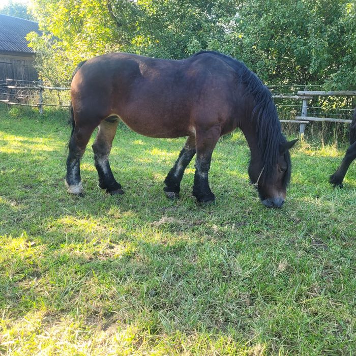 Klacz zimnokrwista źrebna