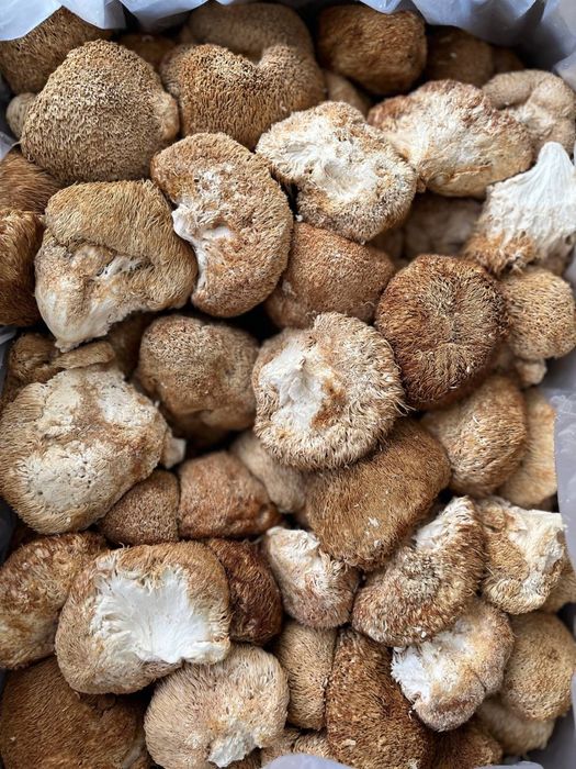 Ежовик гребенчатый (lion’s mane) їжовик