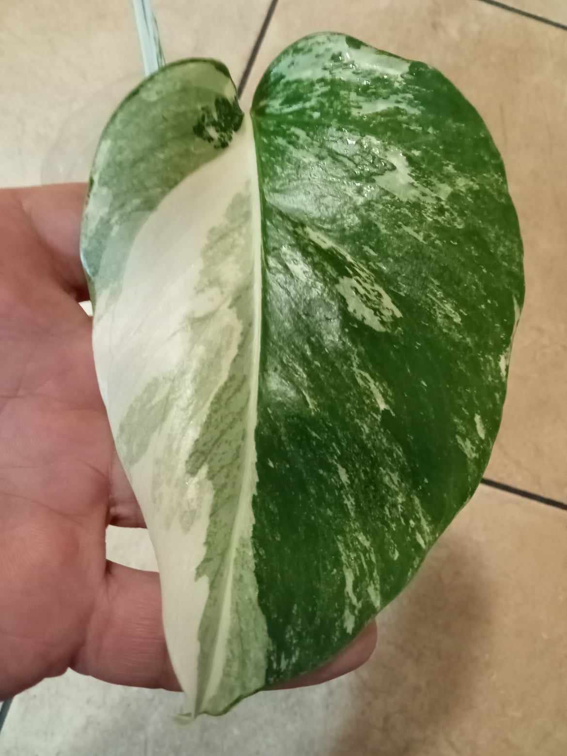 Monstera variegata, 2 liście