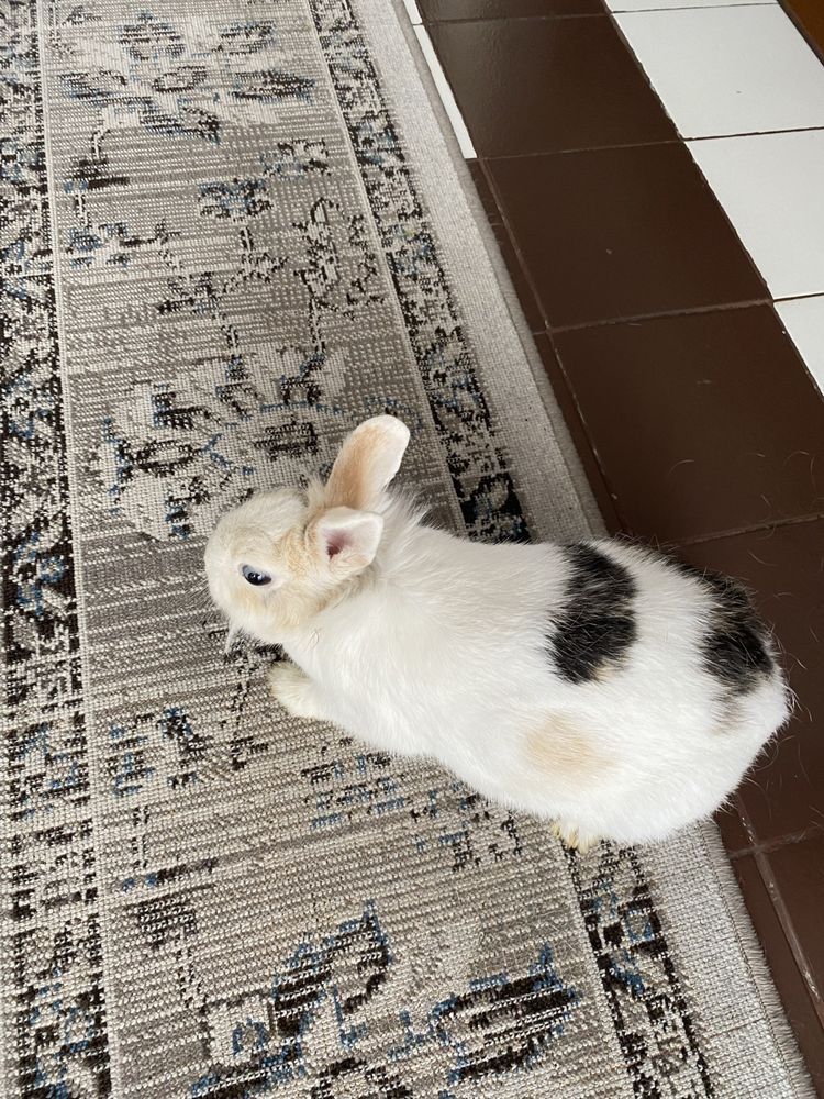 Królik miniaturka | Klatka w cenie!