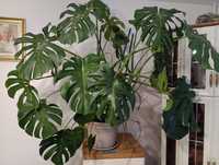 Monstera dziurawa