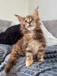 Kotka przepiękna Maine coon