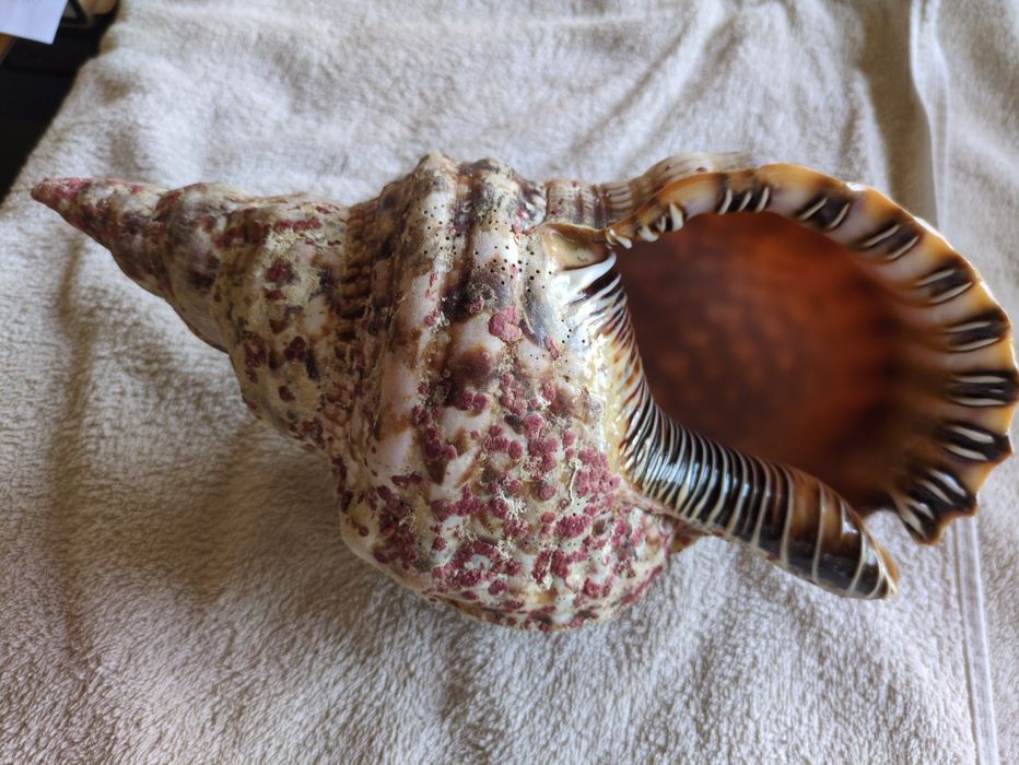 Búzio-Trompeta ou Tritão-Gigante