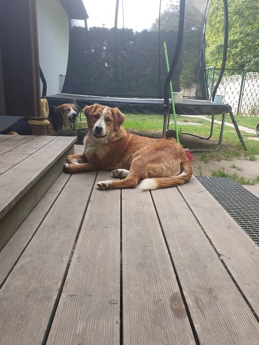 Oddam w dobre ręce dwie roczne sunie