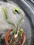 Hylocereus chimera, pitaya