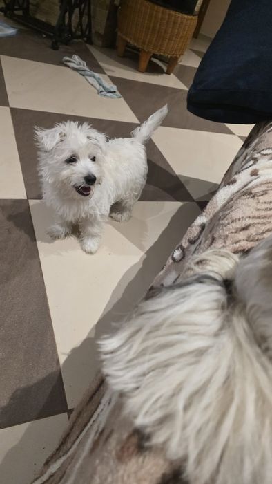Piesek czeka na nowy dom West Highland White Terrier