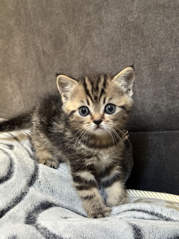 Шотландські котята