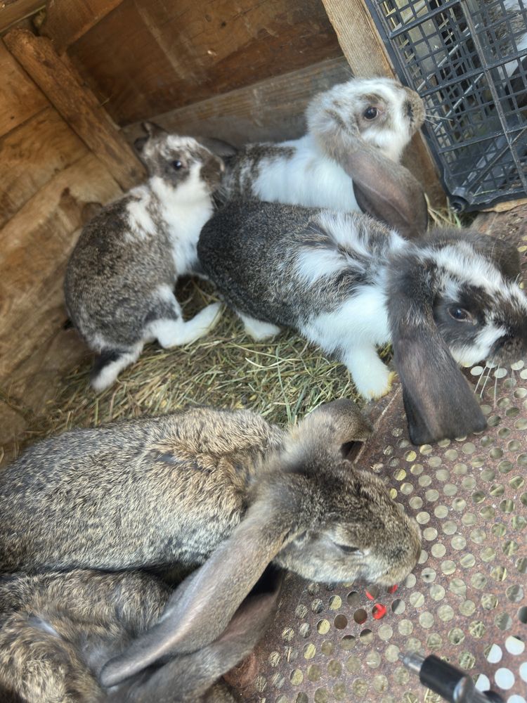 Sprzedam krole kroliki baran francuski male mlode 10 sztuk