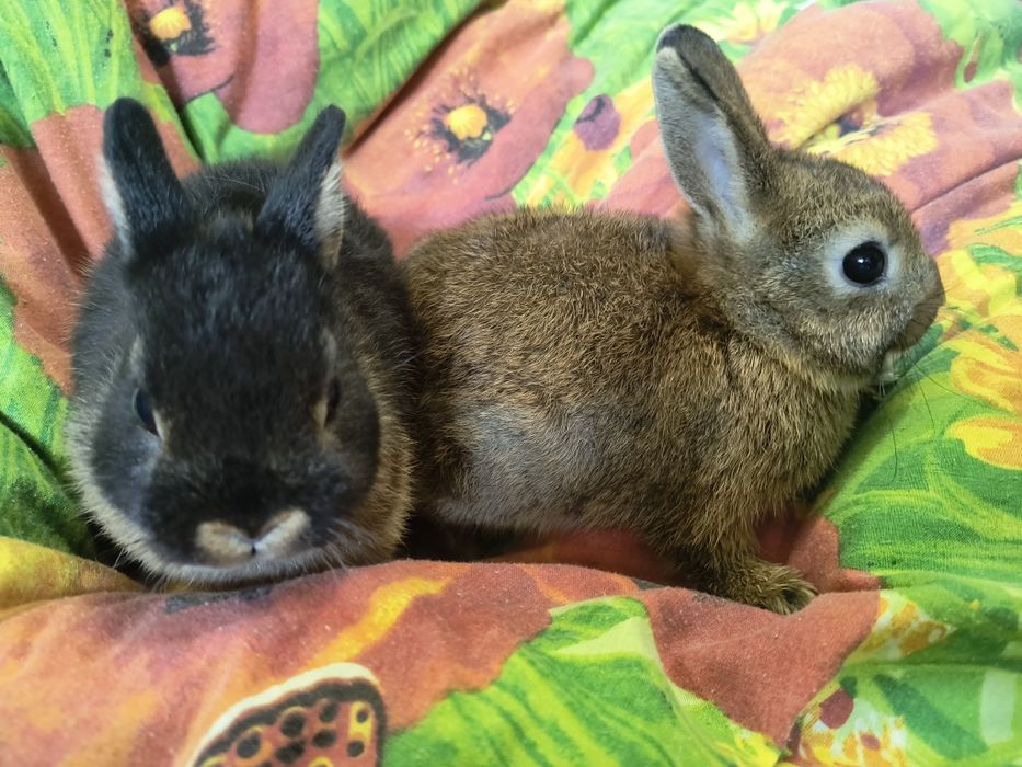 Кролик Мини и Карликовий