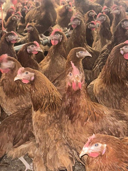 Kury Nioski Rosa 1 Leghorn Messa.Kurki z jajkiem z wolnego-wybiegu.