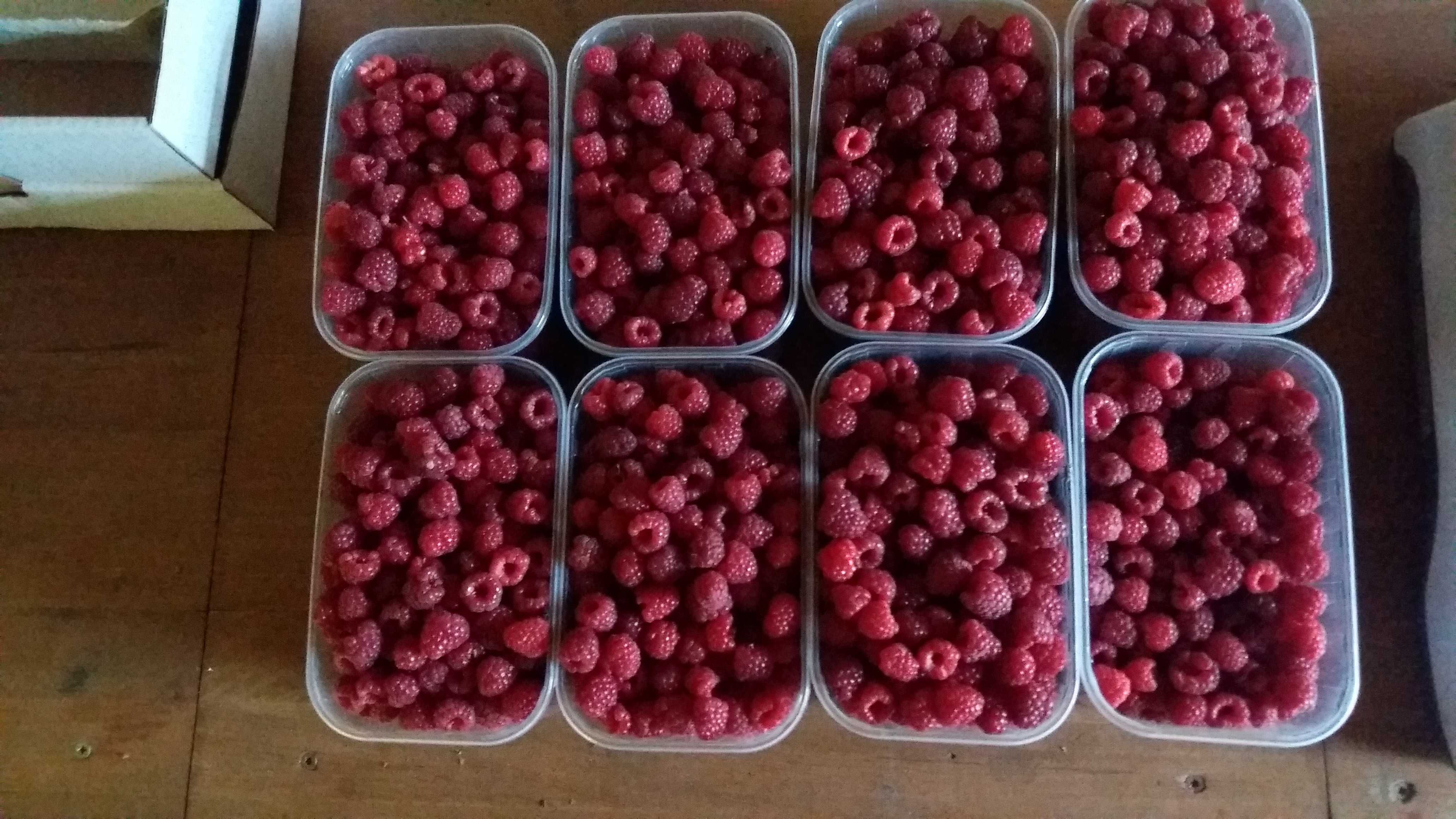 Maliny z własnego ogródka