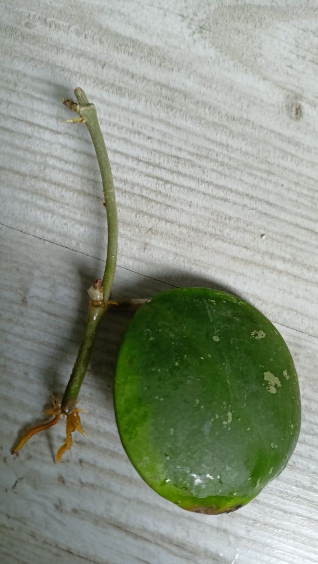 Hoya obovata Amelia