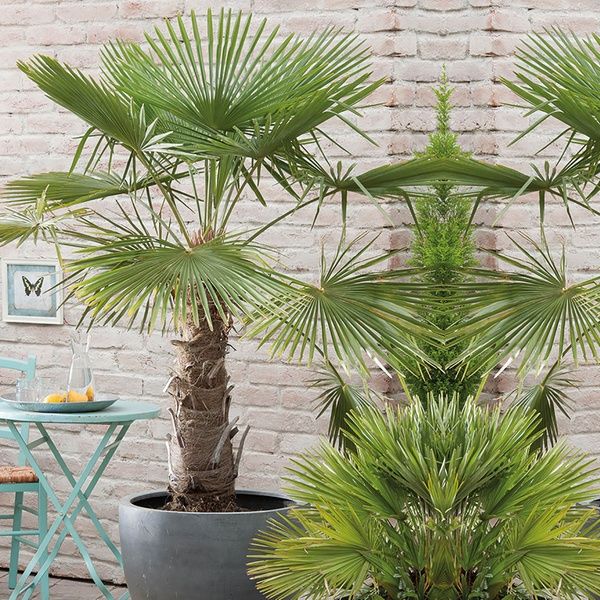 Palma mrozoodporna- Trachycarpus Fortunei+GRATIS!