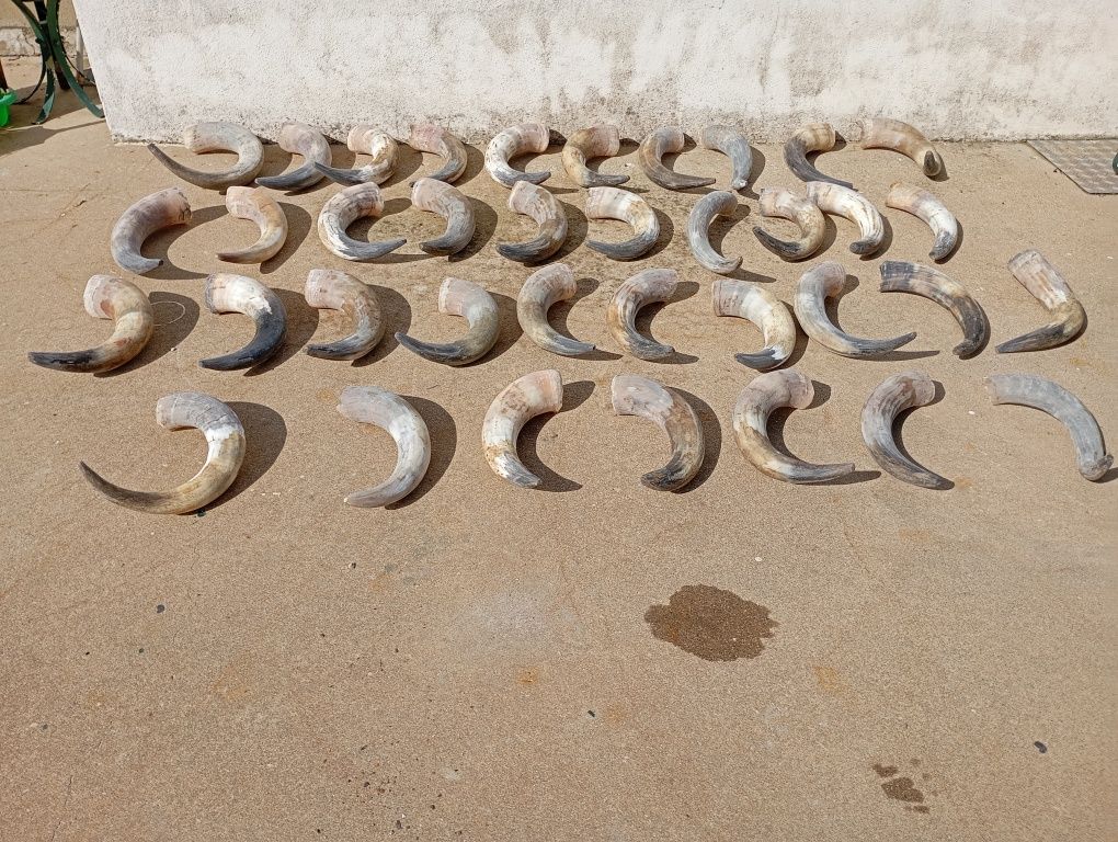 Cornos/chifres verdadeiros de bovinos parelhas e isolados