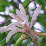Magnolia parasolowata (Magnolia tripetala) Wys. 80-120cm Doniczka 2.0L