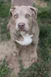 Szczenię American Bully XL