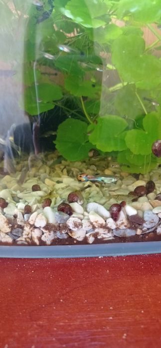 Рибки Гуппі молоді