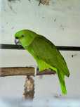 Papagaio verde (amazona)