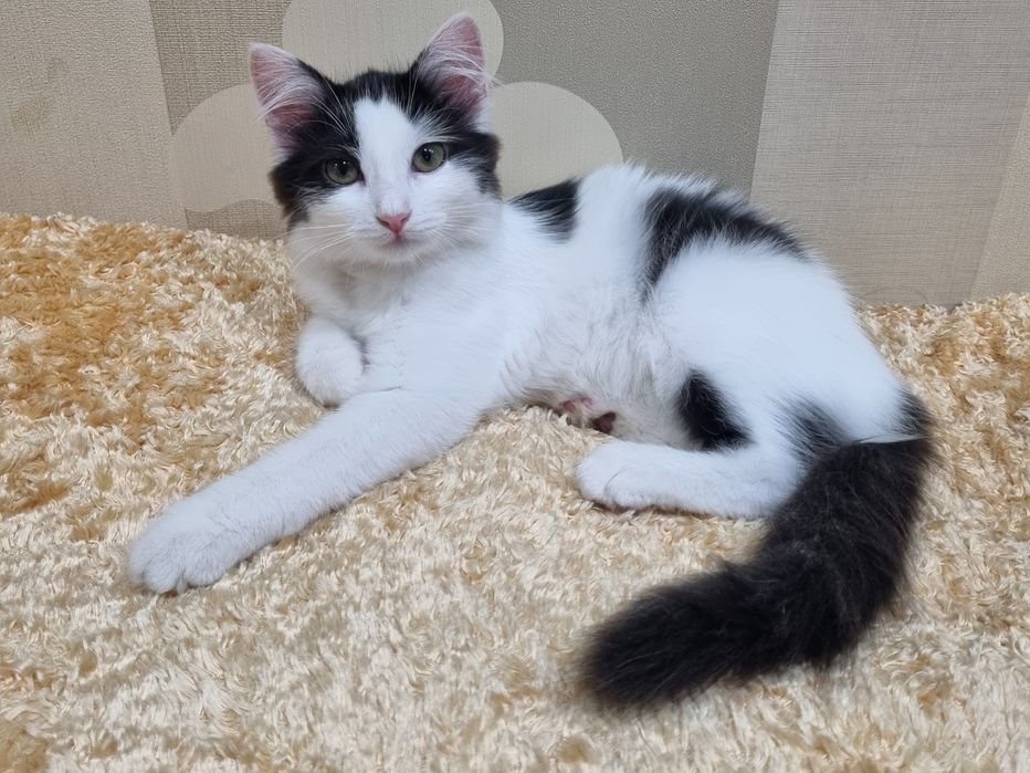 Котенок девоч стерил