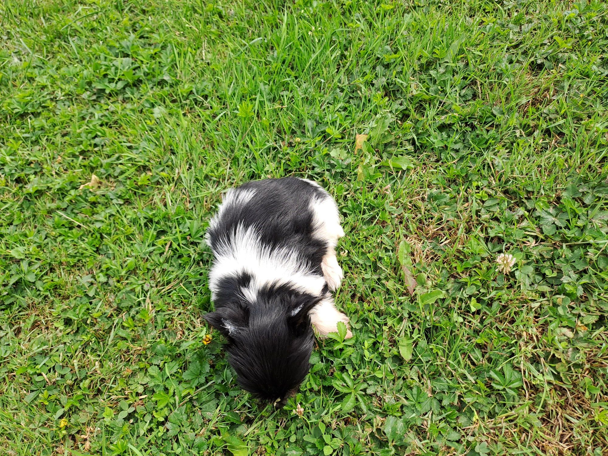 York biewer mini piesek